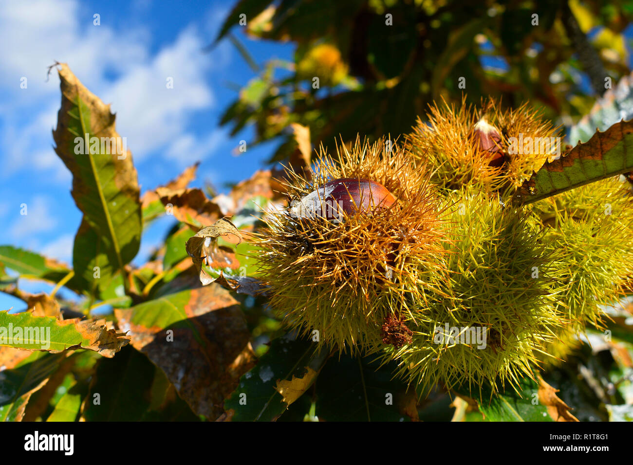 Châtaignes mûres dans leurs épines les gousses, sur les branches d'un marronnier avec fond de ciel bleu. Les fruits et les aliments d'automne. Plan moyen. Banque D'Images