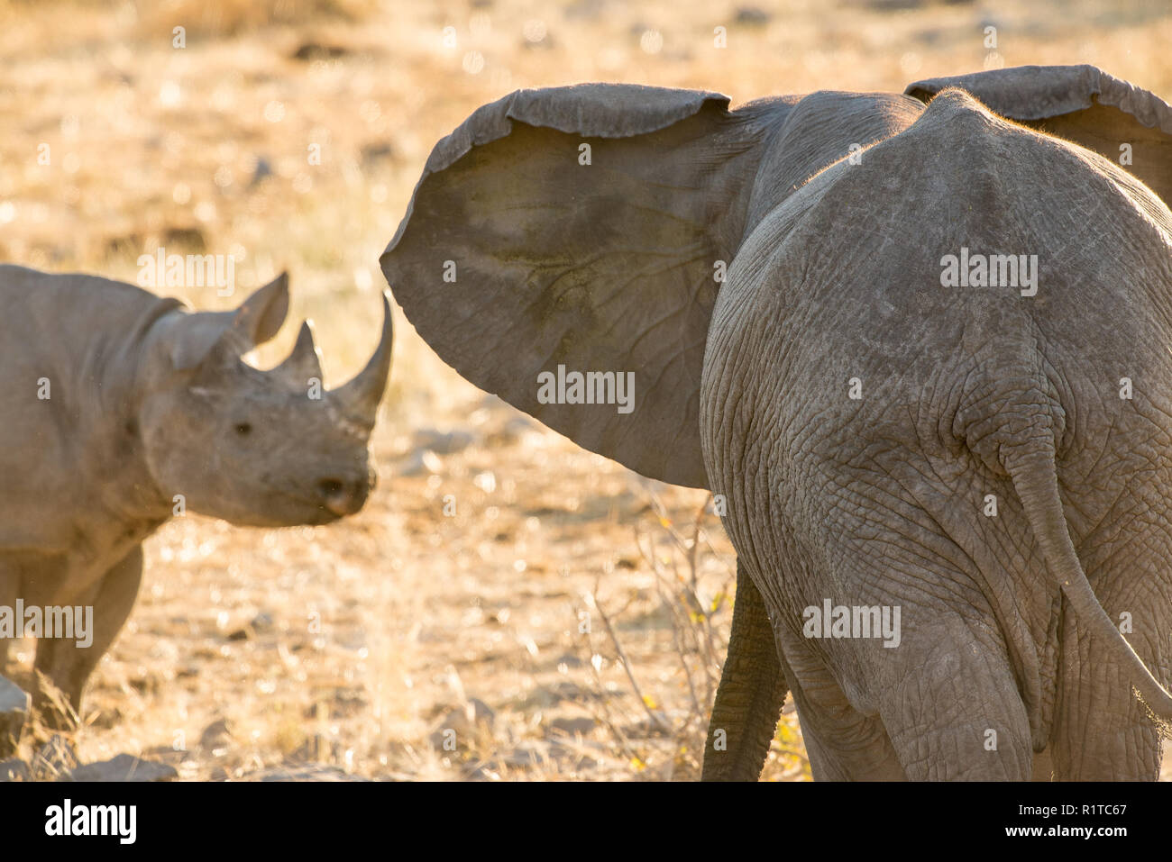 Les rhinocéros noirs à un étang Banque D'Images