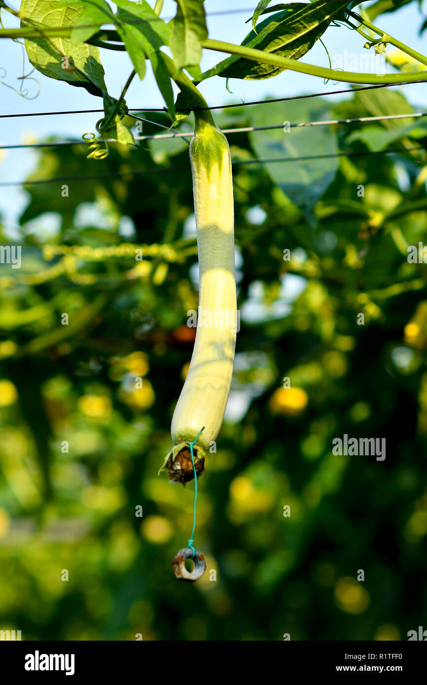 Concombre bio gourd sur treillis Banque D'Images
