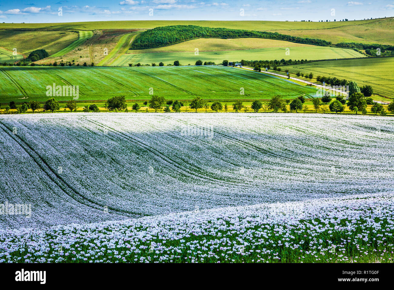Un champ de coquelicots blancs cultivés sur les Marlborough Downs dans le Wiltshire. Banque D'Images