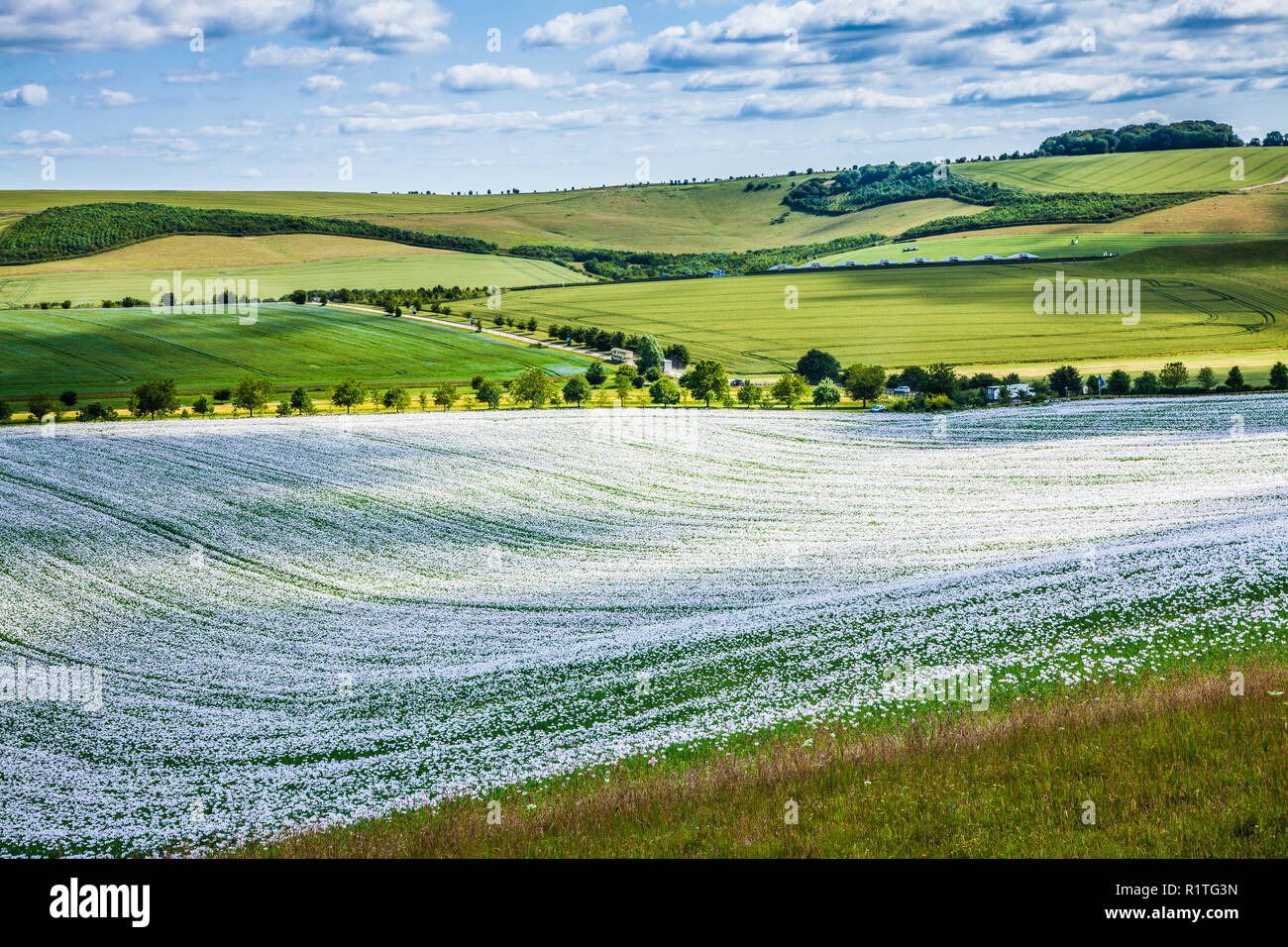 Un champ de coquelicots blancs cultivés sur les Marlborough Downs dans le Wiltshire. Banque D'Images