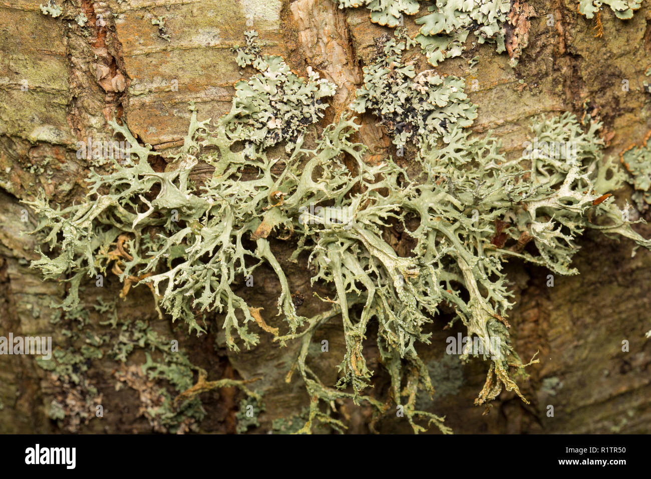 La mousse de chêne, Everania prunastri lichen, poussant sur une branche d'arbre dans une zone rurale de bois. Les lichens sont sensibles à la pollution de l'air. Dorset England UK Banque D'Images