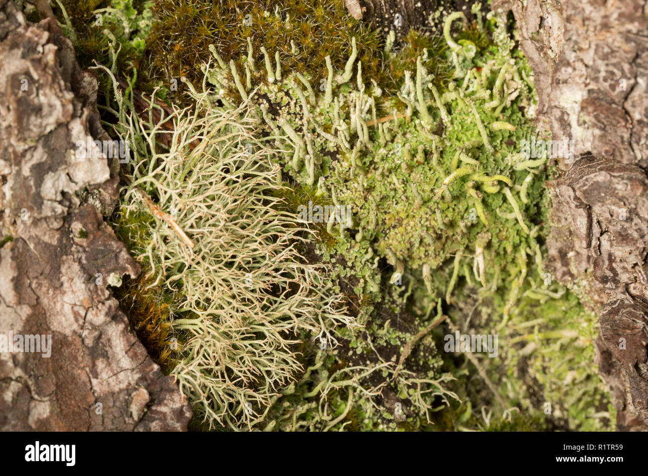 Les lichens poussant sur un vieil arbre mort dans une forêt de conifères, en milieu rural. Les lichens sont des indicateurs de la pollution de l'air. Dorset England UK GO Banque D'Images