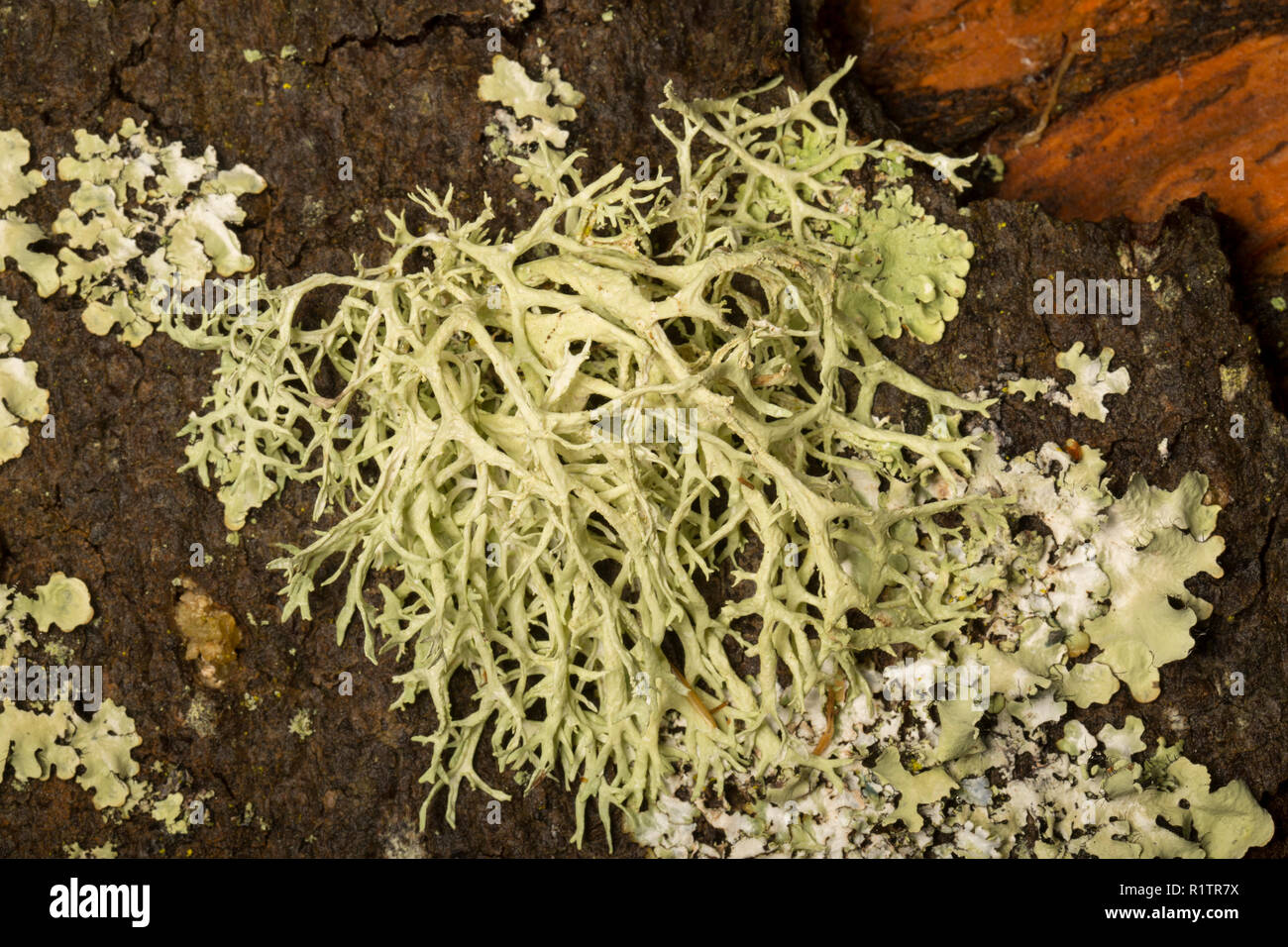 La mousse de chêne, Everania prunastri lichen, poussant sur une branche d'arbre dans une zone rurale de bois. Les lichens sont sensibles à la pollution de l'air. Dorset England UK Banque D'Images