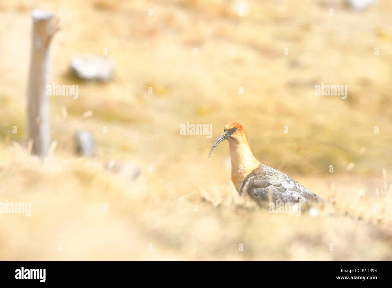 Communauté andine (Theristicus melanopis branickii maestro) enregistrées au cours de la journée près de l'harfang Huaytapallana dans la cordillère des Andes Banque D'Images