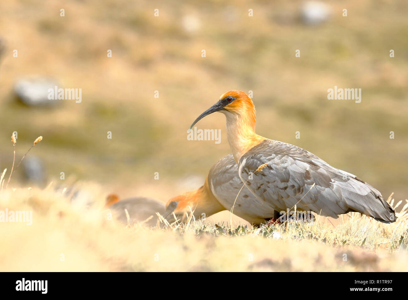 Communauté andine (Theristicus melanopis branickii maestro) enregistrées au cours de la journée près de l'harfang Huaytapallana dans la cordillère des Andes Banque D'Images