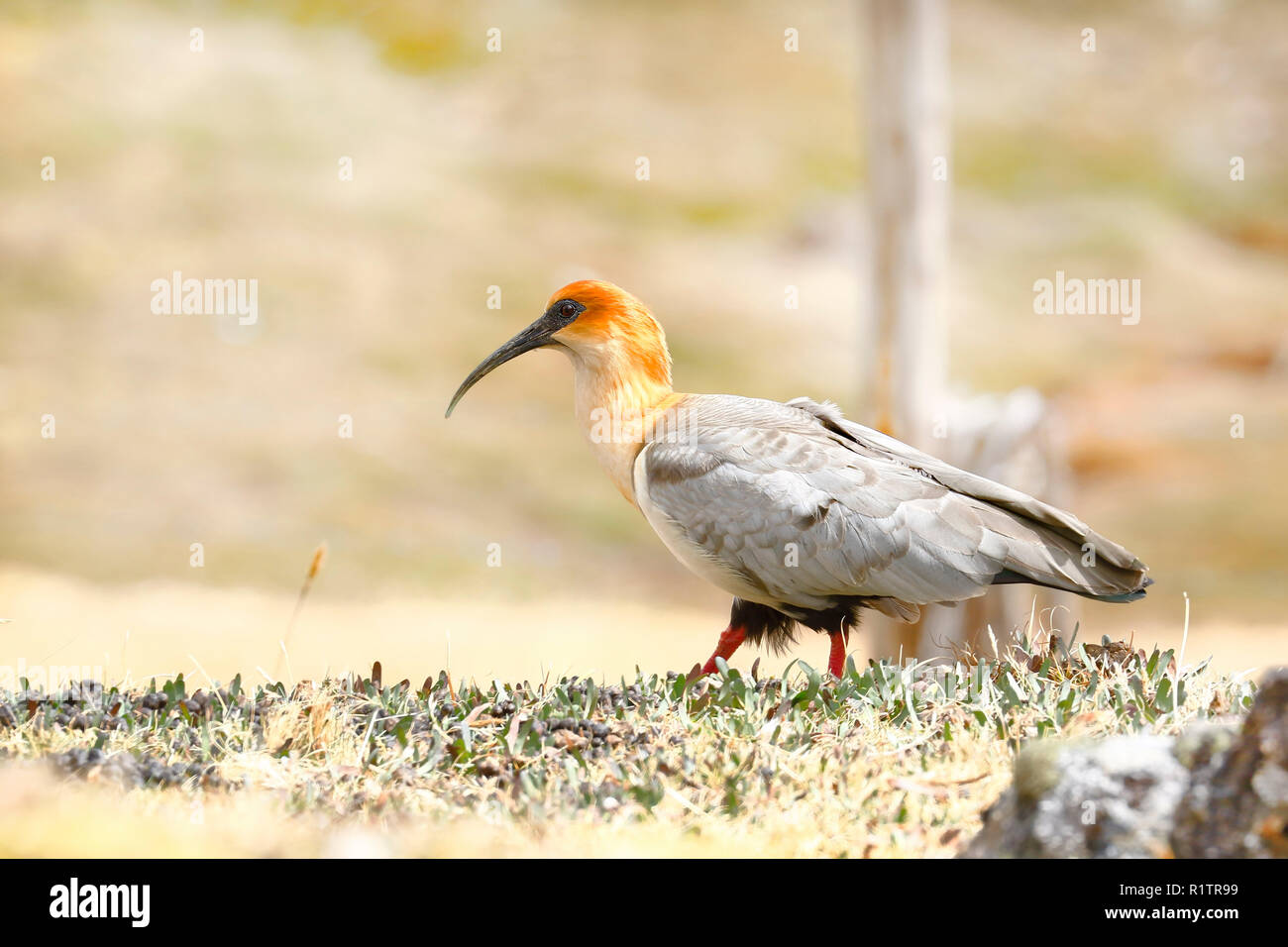 Communauté andine (Theristicus melanopis branickii maestro) enregistrées au cours de la journée près de l'harfang Huaytapallana dans la cordillère des Andes Banque D'Images