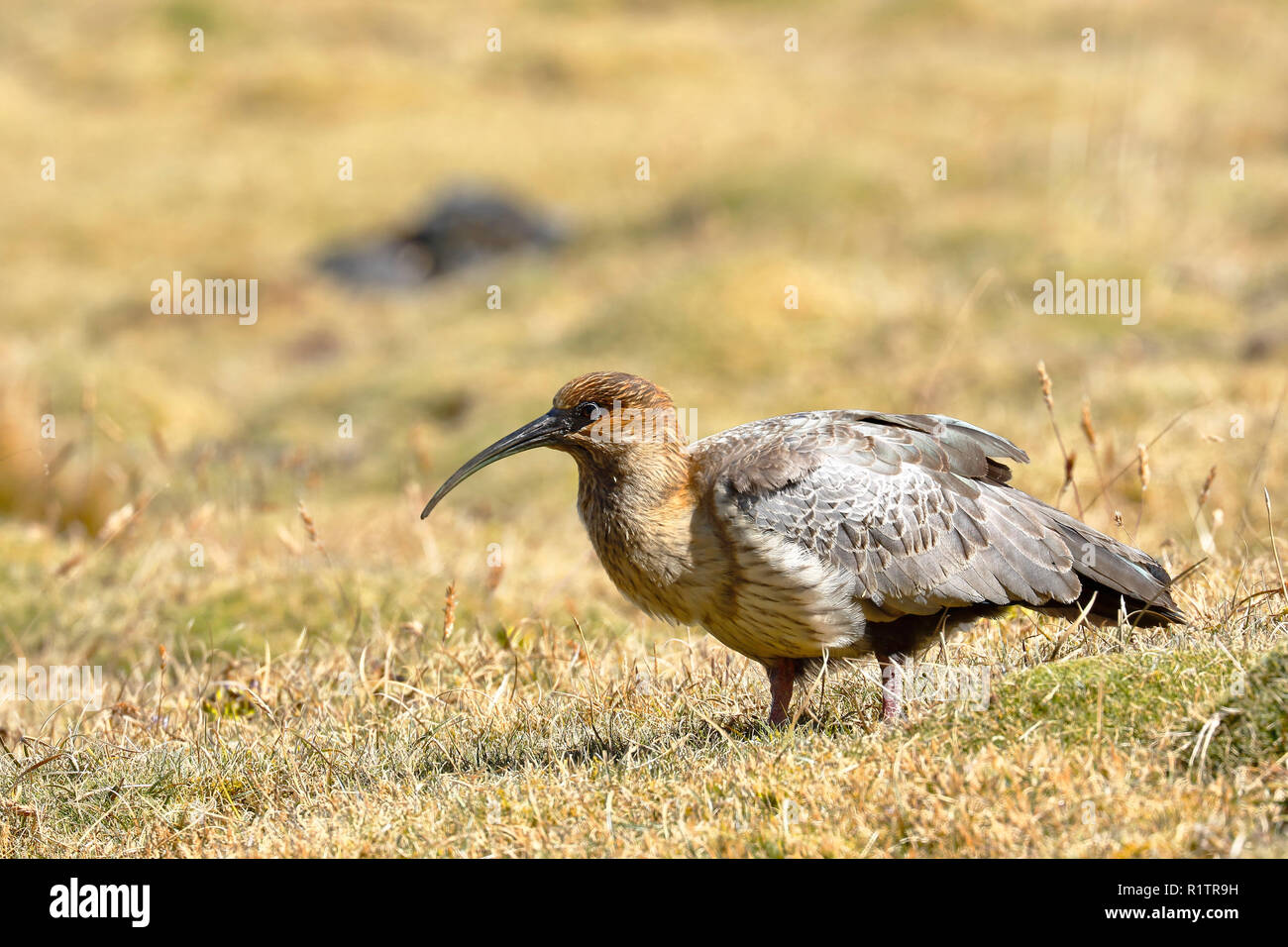 Communauté andine (Theristicus melanopis branickii maestro) enregistrées au cours de la journée près de l'harfang Huaytapallana dans la cordillère des Andes Banque D'Images