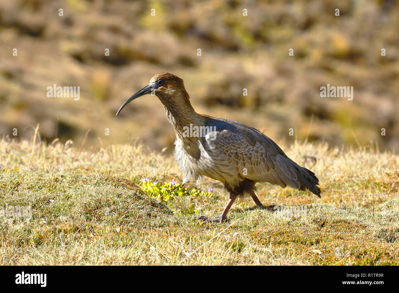 Communauté andine (Theristicus melanopis branickii maestro) enregistrées au cours de la journée près de l'harfang Huaytapallana dans la cordillère des Andes Banque D'Images