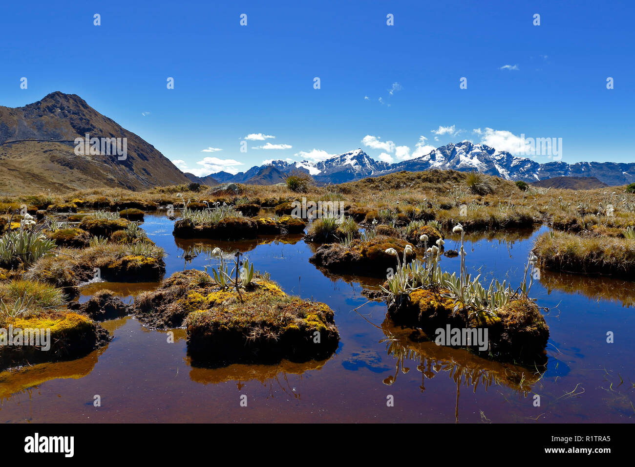 Belle vue sur la végétation indigène avec bofedales Huaytapallana dans la chaîne de montagnes. Banque D'Images