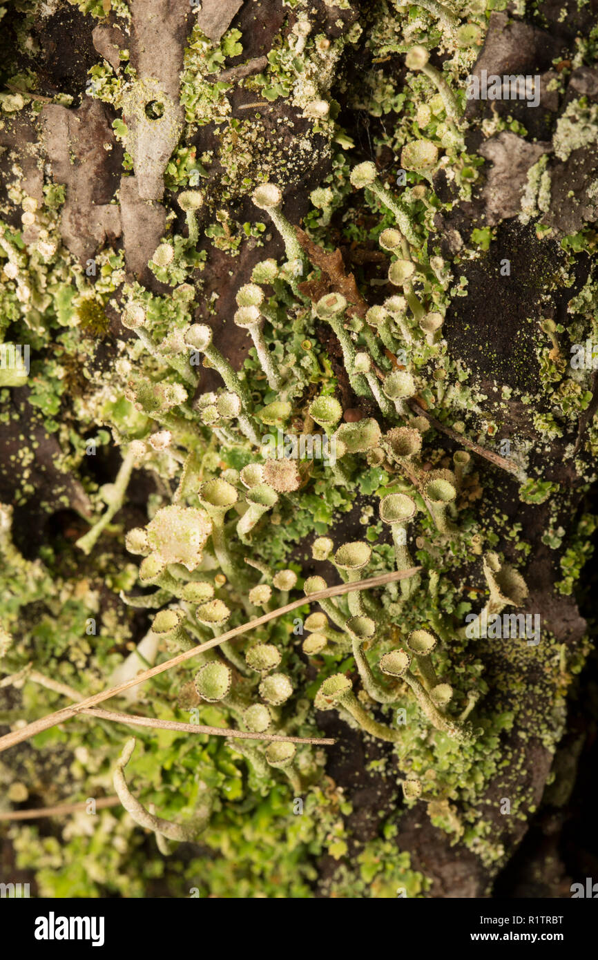 Le lichen Cladonia fimbriata croissant sur une vieille souche d'arbre en milieu rural. forestiers conifères C. fimbriata est un exemple d'un lichenised les champignons et l Banque D'Images