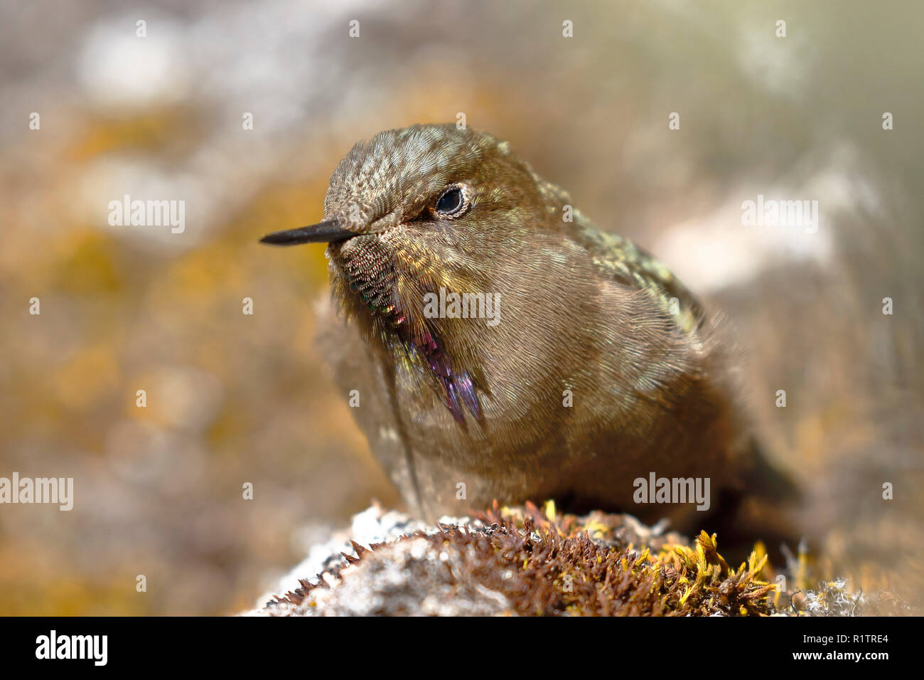 Acantise olivaceous (Chalcostigma olivaceum) perché sur un rocher dans la Communauté andine heights. Banque D'Images