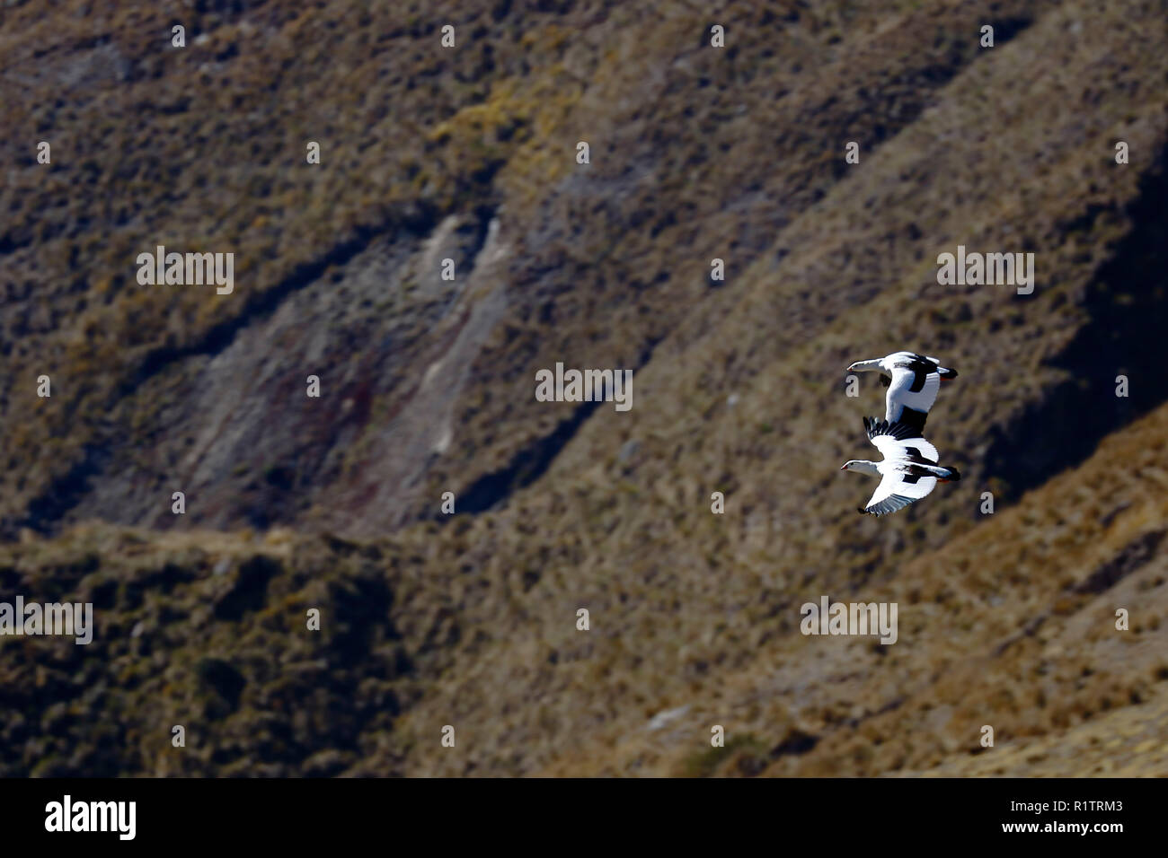 Paire d'oie des Andes (Chloephaga melanoptera) survolant les montagnes andines, dans leur habitat naturel. Banque D'Images