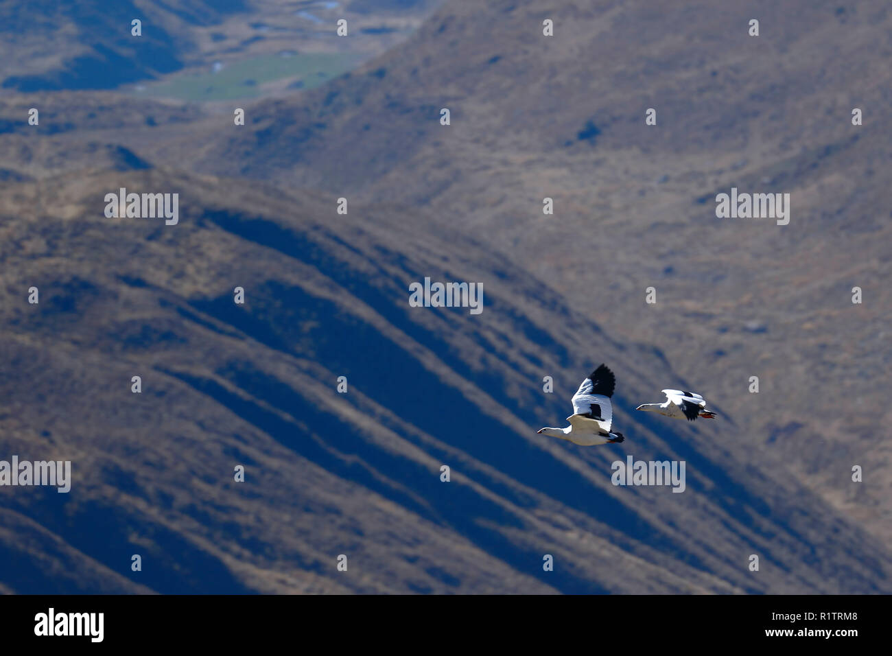 Paire d'oie des Andes (Chloephaga melanoptera) survolant les montagnes andines, dans leur habitat naturel. Banque D'Images