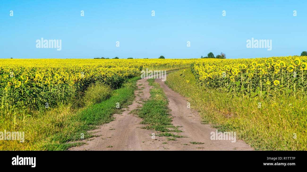 Route de terre dans un champ de tournesol en Russie Banque D'Images