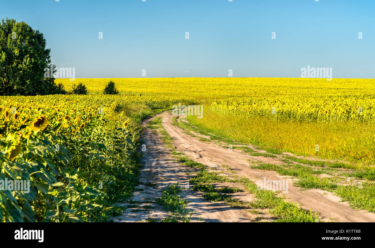 Route de terre dans un champ de tournesol en Russie Banque D'Images