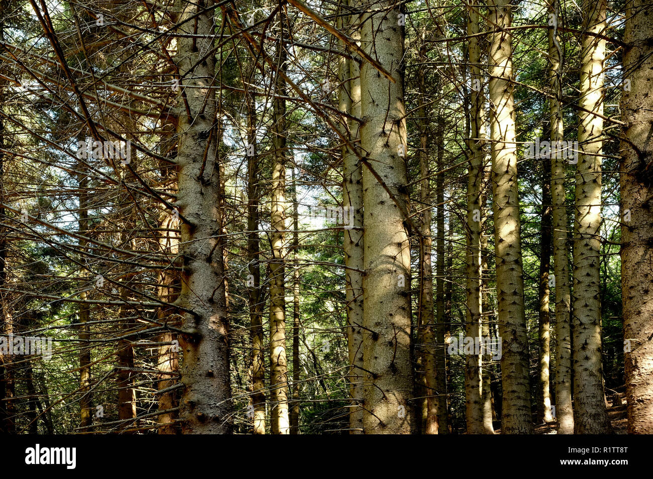 Les arbres des forêts en arrière-plan horizontal image Banque D'Images
