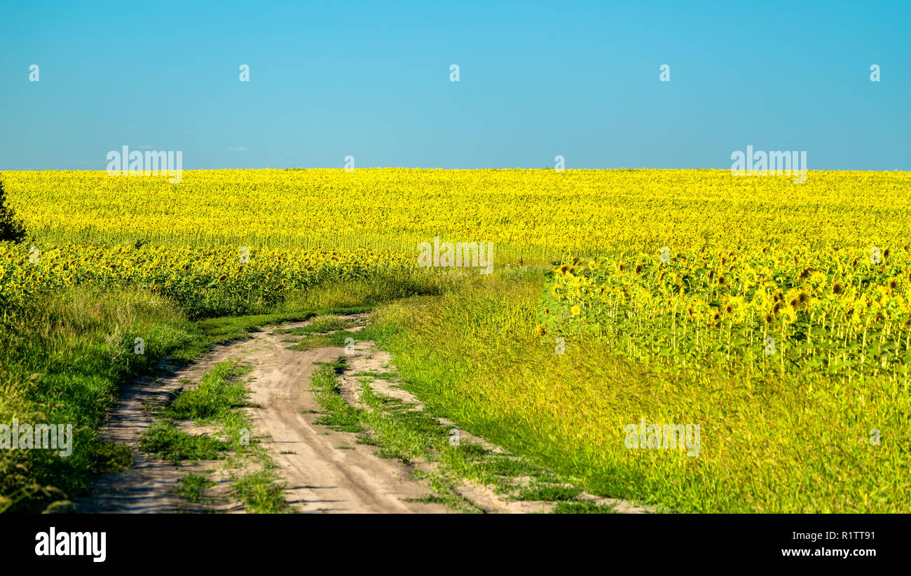 Route de terre dans un champ de tournesol en Russie Banque D'Images