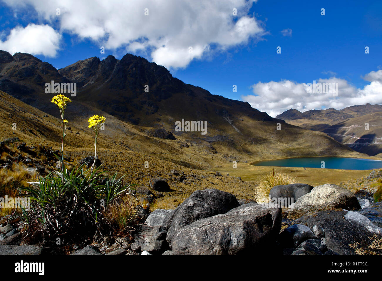 Beau paysage andin vu de l'Huaytapallana, au premier plan une fleur indigène (senecio sp.) et d'un lagon. Banque D'Images
