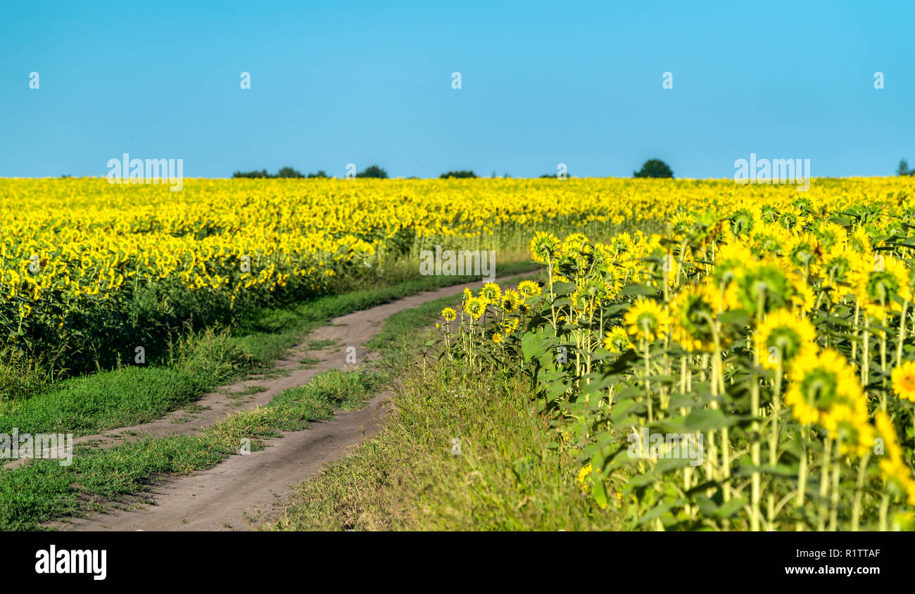 Route de terre dans un champ de tournesol en Russie Banque D'Images