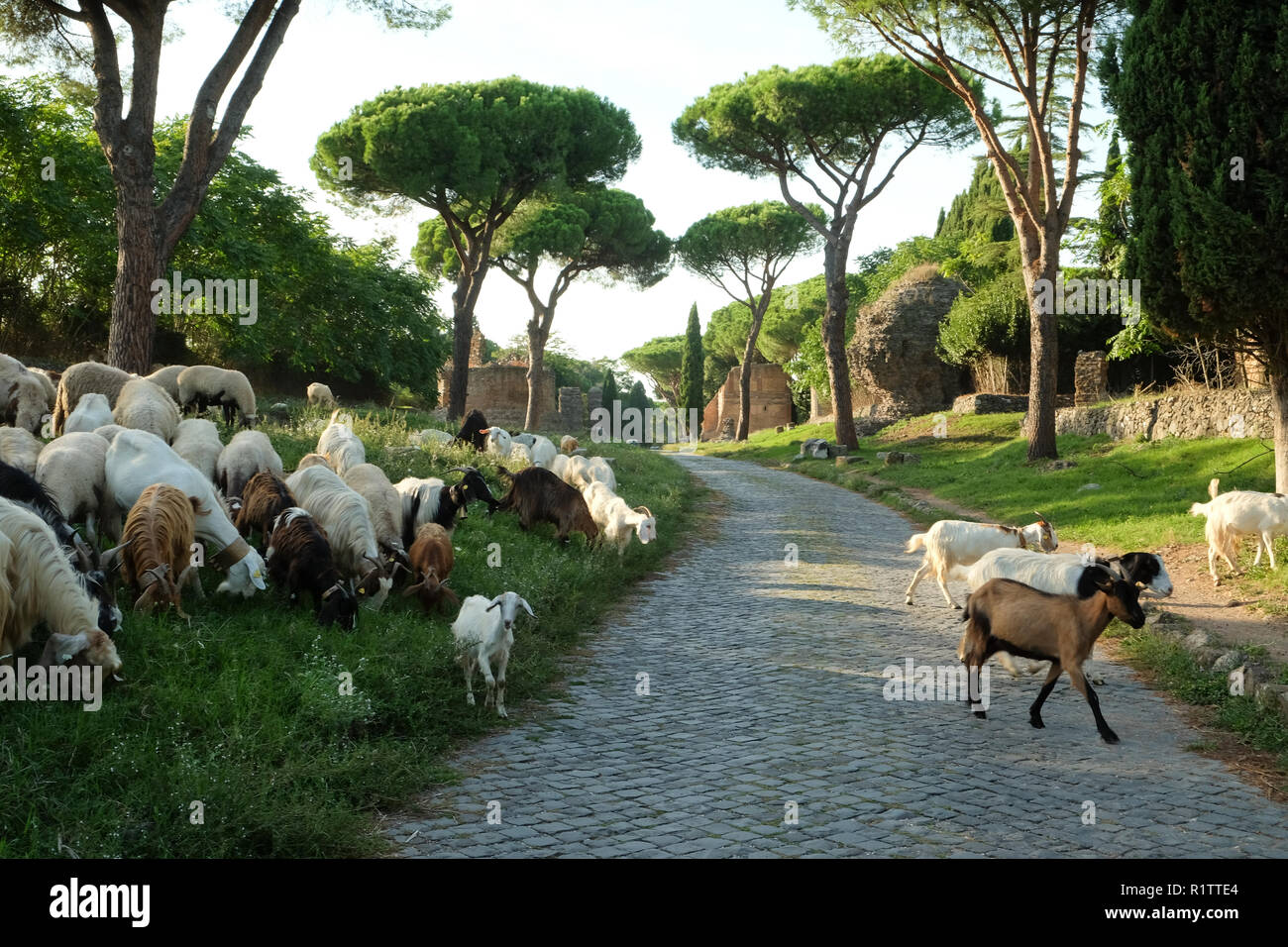 Beaucoup de moutons traversant l'ancienne manière Appianian à Rome. Banque D'Images