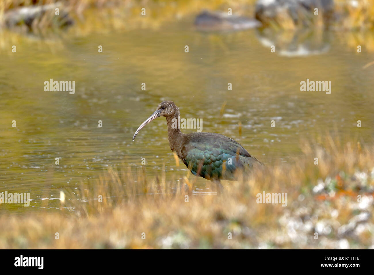Beau spécimen de puna ibis (Plegadis ridgwayi) se nourrissent d'une lagune andine. Cuzco - Pérou. Banque D'Images