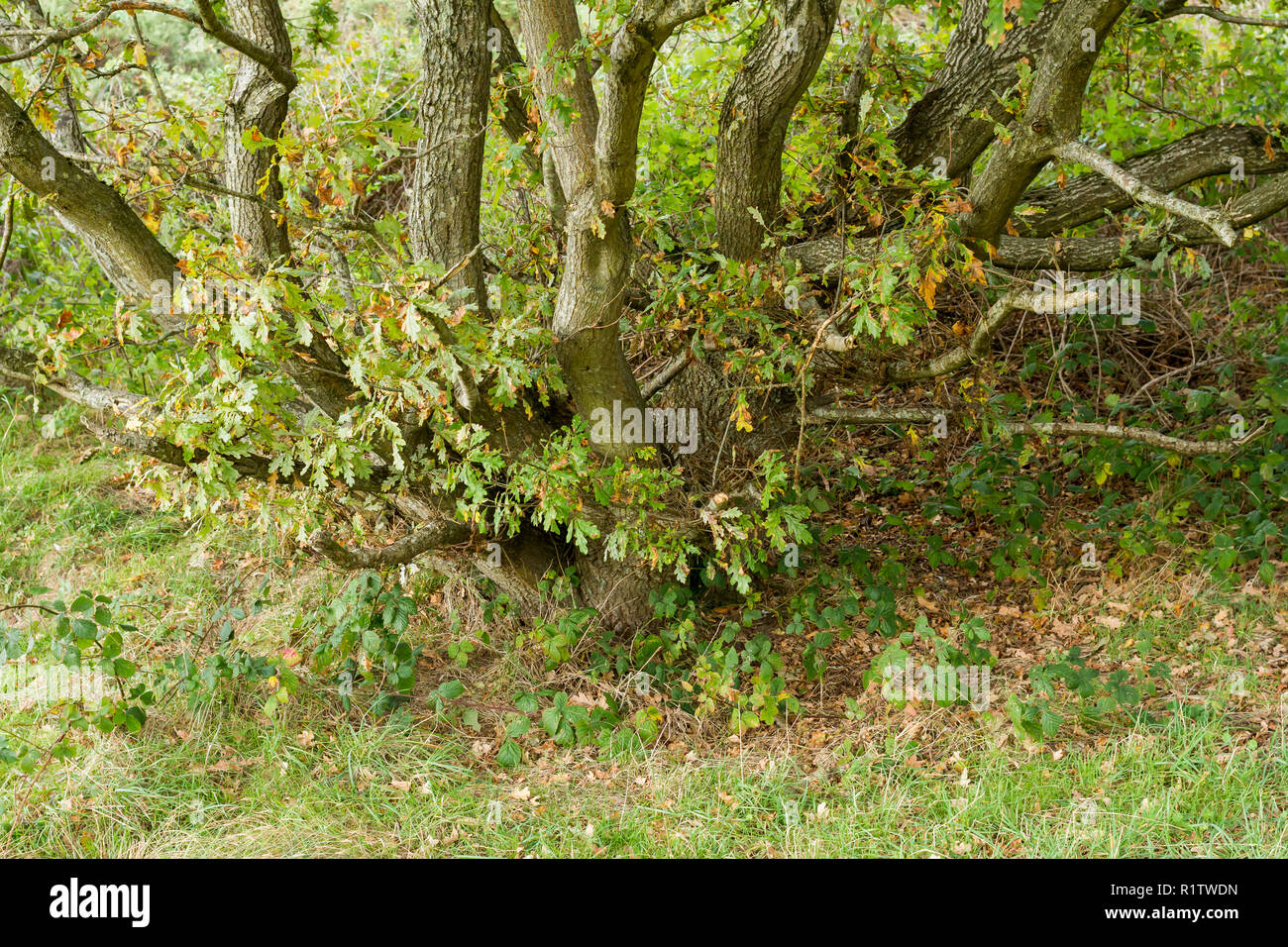 Base d'un vieux chêne pédonculé, Quercus robur, le chêne pédonculé, le chêne arbre avec tronc fendu, à l'automne, UK Banque D'Images