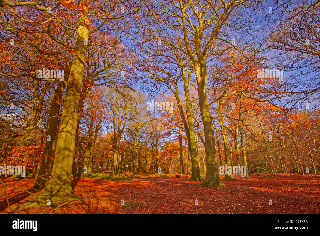 L'automne à Alderley Edge Woods dans le Cheshire, en Angleterre. UK. Banque D'Images