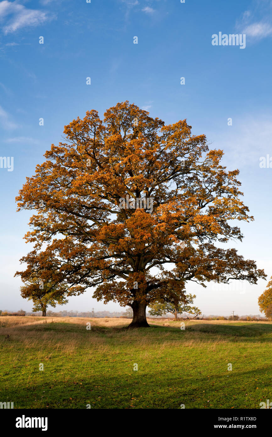Quercus robur. Arbre de chêne en automne dans la campagne anglaise. Rois Sutton, Northamptonshire. UK. Une scène prises à différentes saisons Banque D'Images