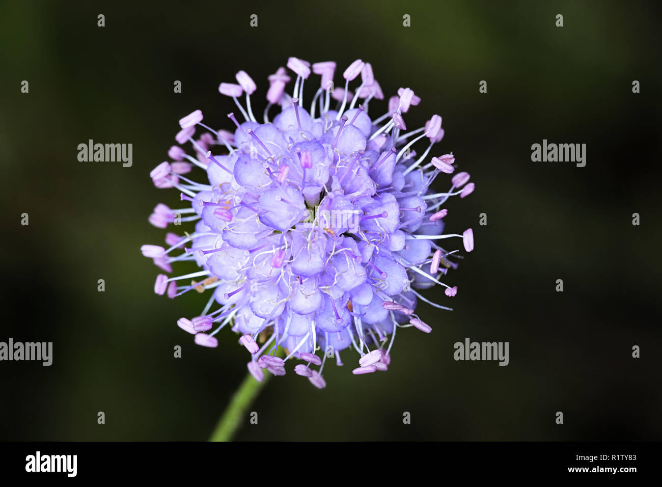 Succisa pratensis, également connu sous le nom de Devil's bits ou devil's bit scabious Banque D'Images