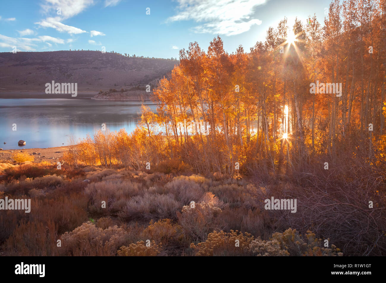 La bigelovie vert et l'automne feuillage tremble aong la route au Grant Lake au lac Juin Juin, Boucle Lake, California, United States. Banque D'Images