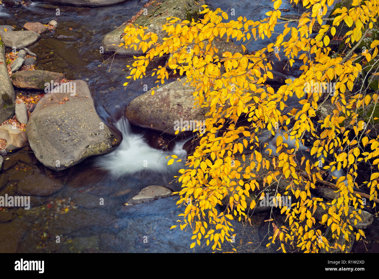 Le bouleau jaune sur la Petite Rivière Pigeon près de la cheminée, Great Smoky Mountains National Park, California, USA Banque D'Images