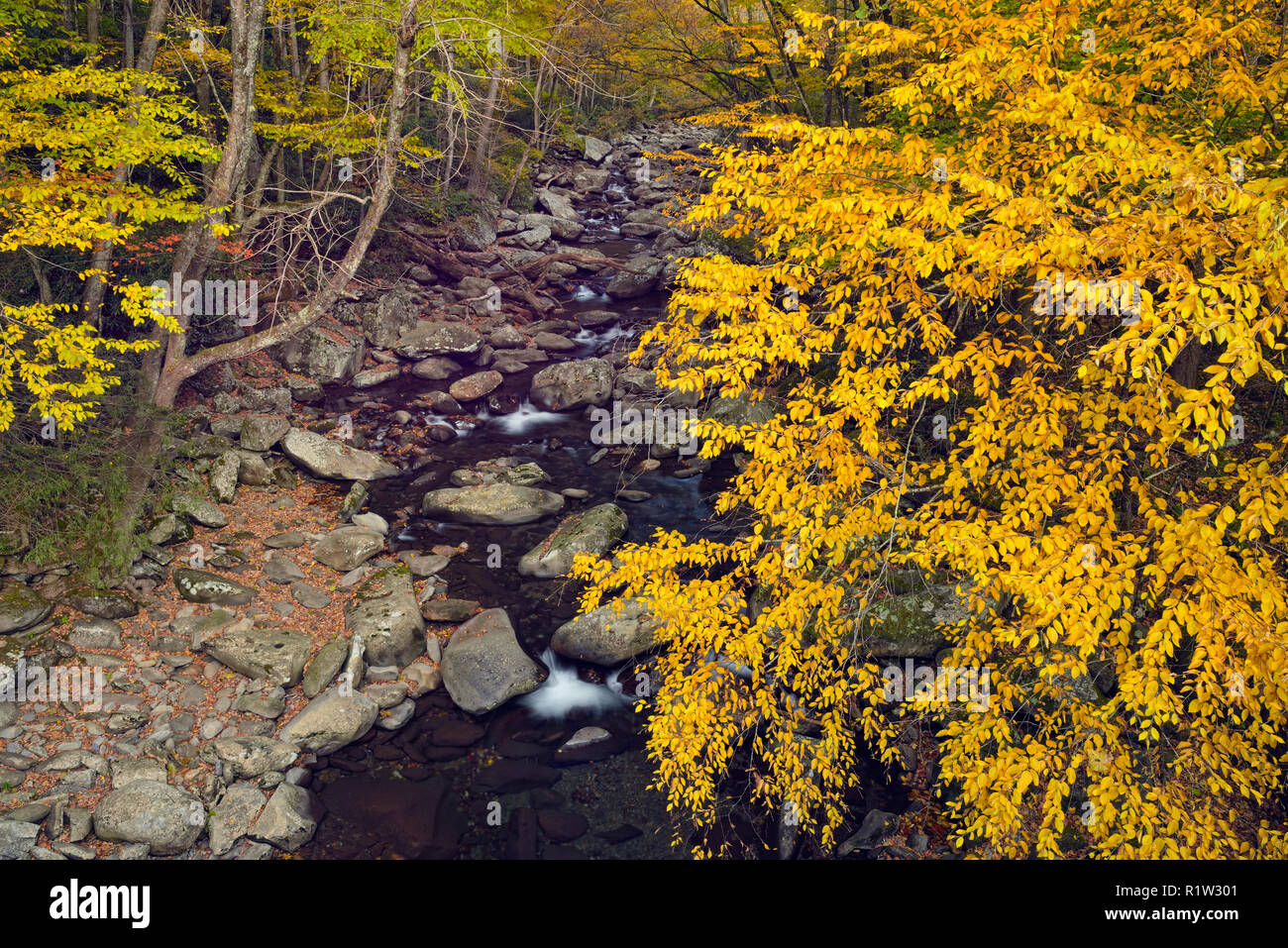 Le bouleau jaune sur la Petite Rivière Pigeon près de la cheminée, Great Smoky Mountains National Park, California, USA Banque D'Images