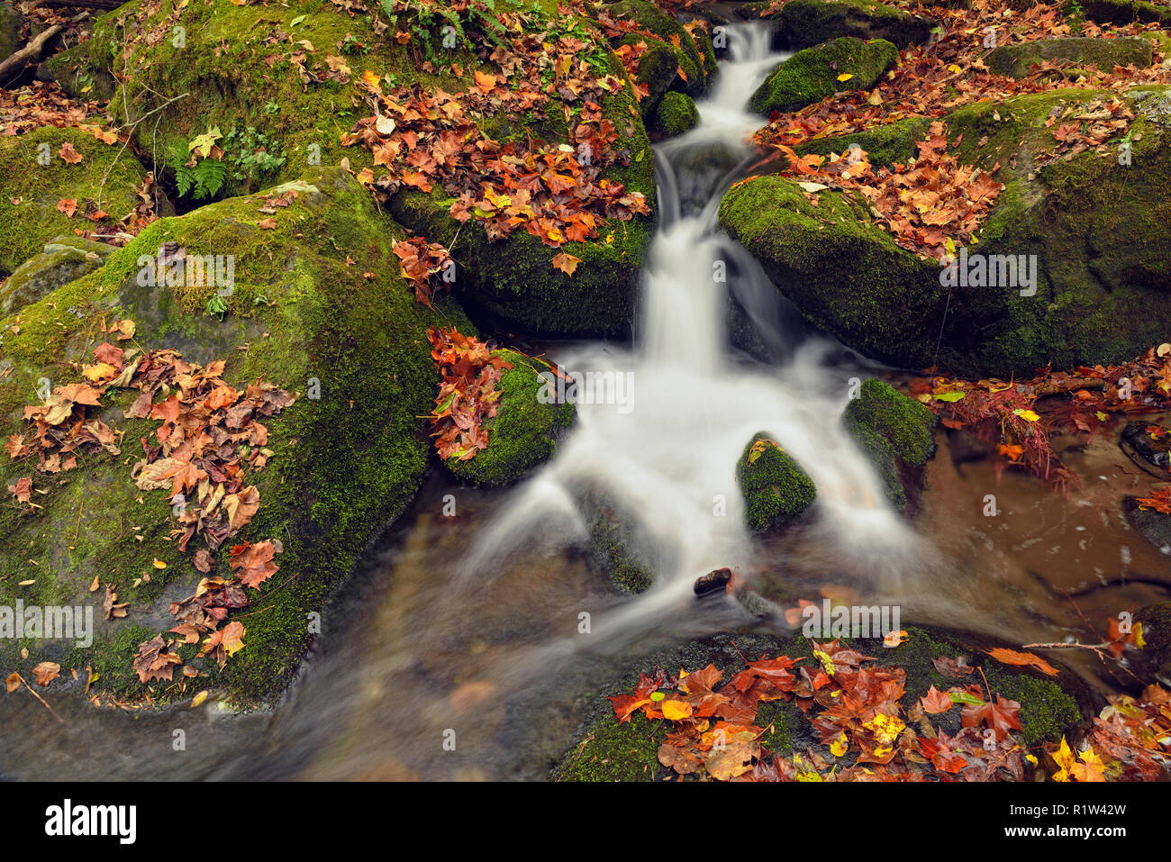 Feuillage de l'automne autour de Big Creek, Great Smoky Mountains National Park, California, USA Banque D'Images