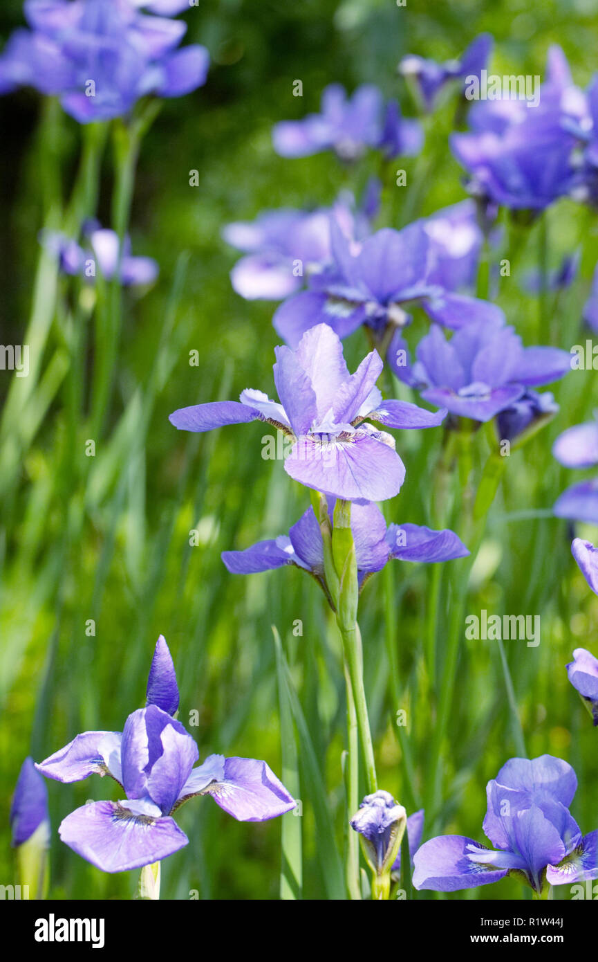 Iris sibirica 'SOmbres' ee en fleur. Banque D'Images