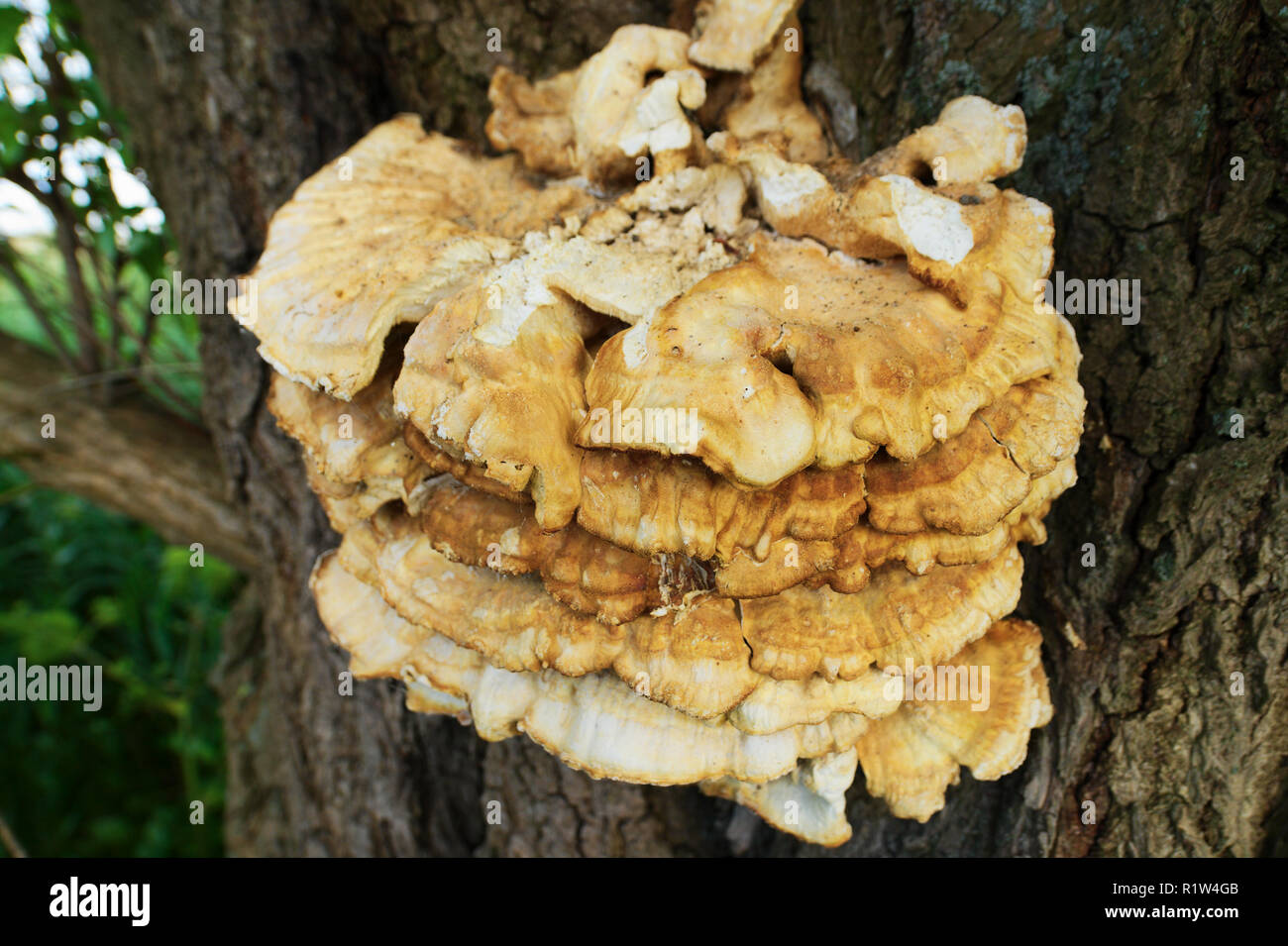 Champignon poussant sur un vieux tronc d'arbre Banque de photographies — free download