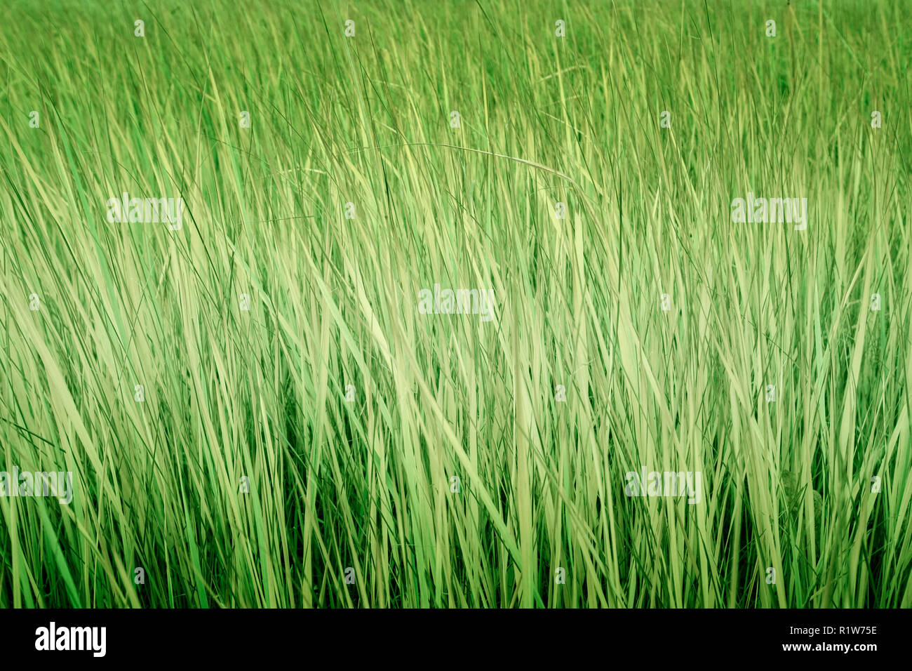 Fond d'herbe verte Banque D'Images