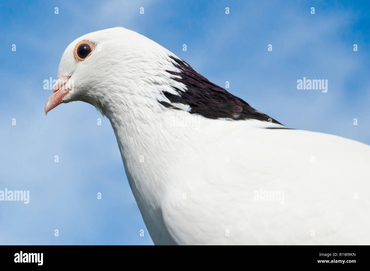 Dove contre le ciel bleu Banque D'Images