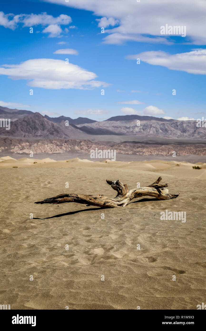 Tronc de l'arbre de Mesquite Flat Sand Dunes in Death Valley National Park en Californie usa Banque D'Images
