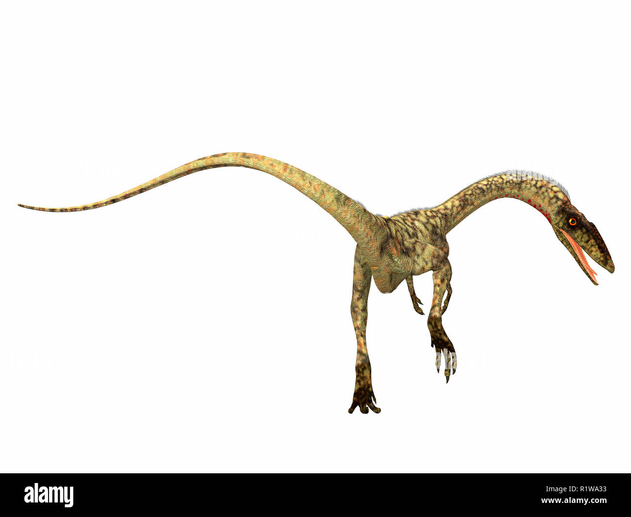 Coelophysis était un dinosaure théropode carnivore qui vivait dans la période du Trias de l'Amérique du Nord. Banque D'Images