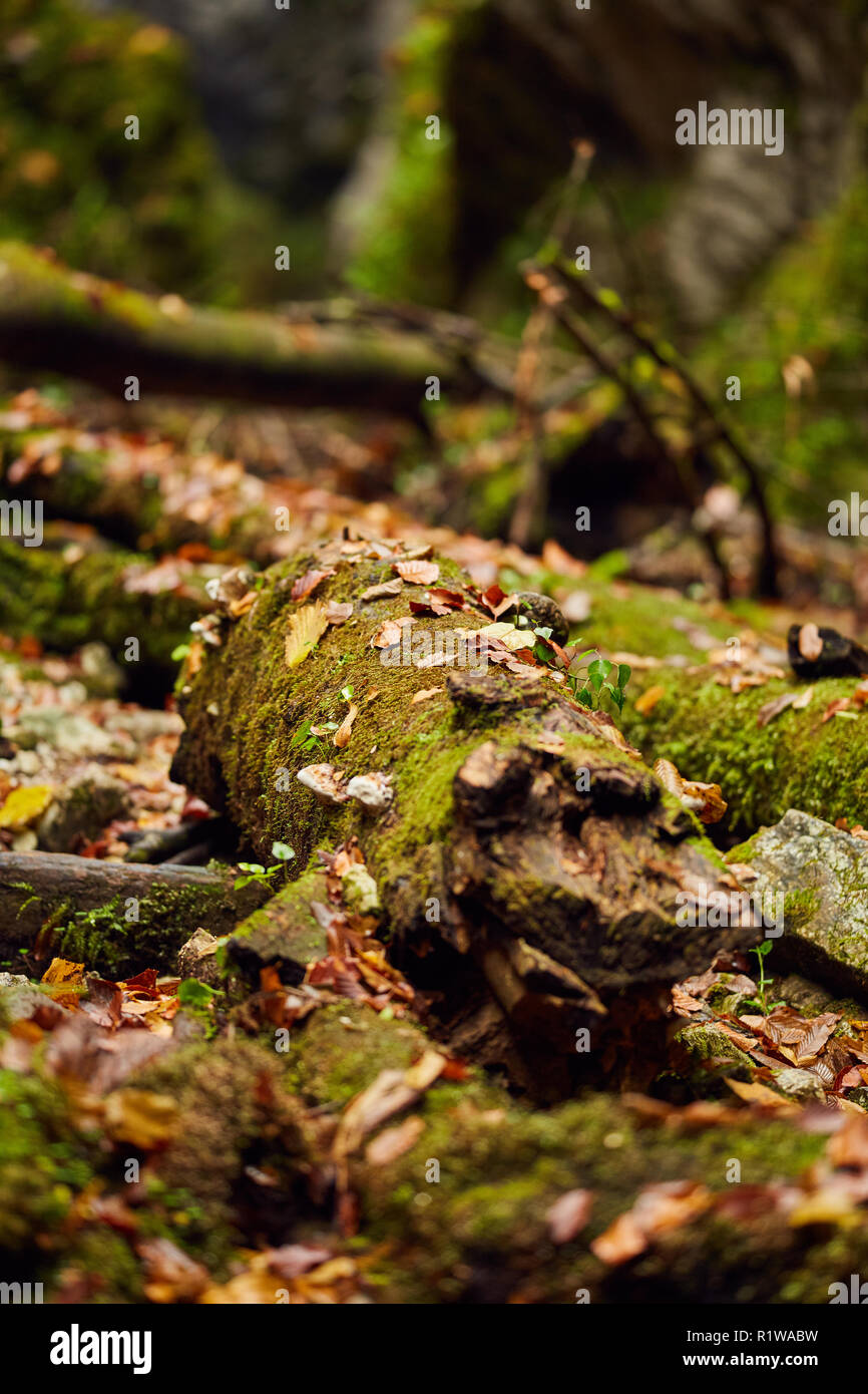 Les feuilles tombées dans un canyon avec dérive couverts de mousse Banque D'Images