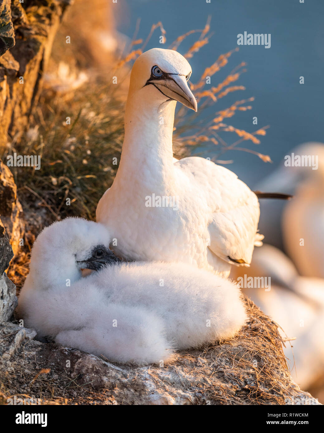 Fou de Bassan (Morus bassanus) avec jeune oiseau au nid, Highlands, Ecosse, Grande-Bretagne Banque D'Images