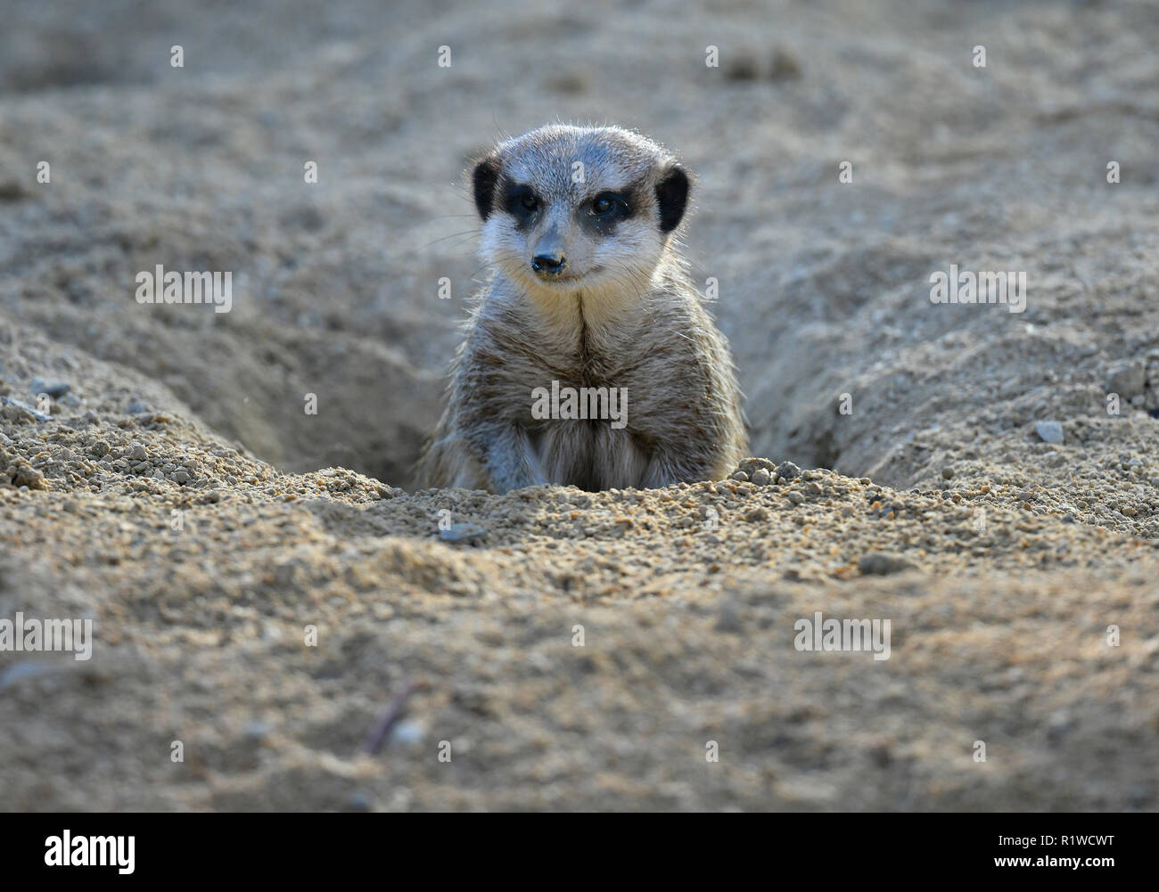 Meerkat (Suricata suricatta), jeune animal, 16 semaines, captive, à la recherche de burrow, Allemagne Banque D'Images