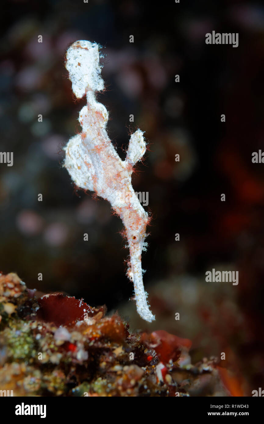 (Solenostomus Solenostomidae sp.), blanc, flotte sur la tête la barrière de corail, Selayar, Sulawesi du Sud, Pacifique, la mer de Flores Banque D'Images