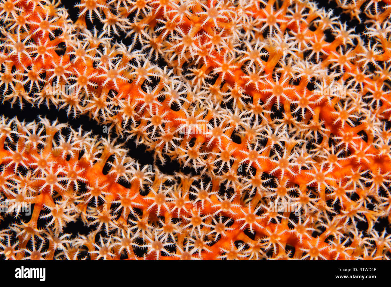Ventilateur corail, gorgones (Gorgonacea), détail avec ouvrir les polypes coralliens, Selayar Sulawesi du Sud, Pacifique, l'Indonésie Banque D'Images