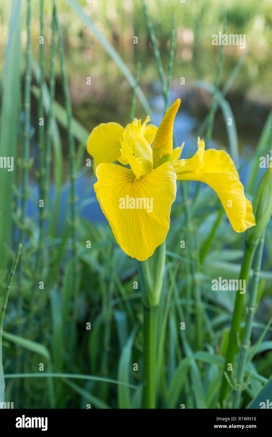 Iris pseudacorus commun, également connu sous le nom de drapeau jaune, une fleur au bord de l'Iris. Banque D'Images