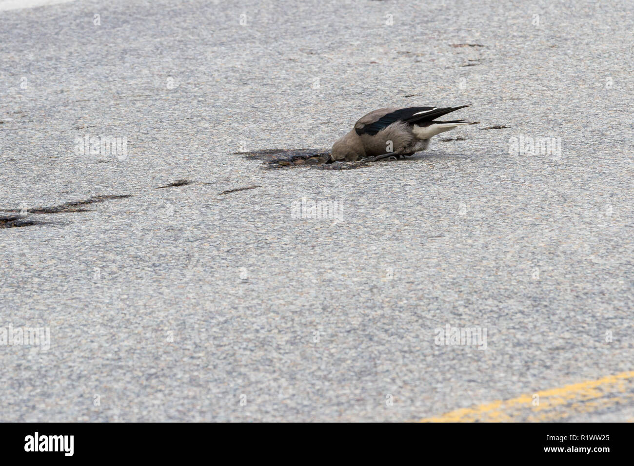 Petit oiseau gris communément appelé Clacks Casse-noisette echelle et l'eau potable à partir d'un nid de poule dans la route Banque D'Images