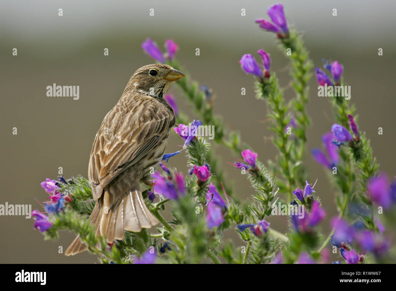 Bruant Proyer (Emberiza calandra), assis dans des fleurs, Andalousie, Espagne Banque D'Images