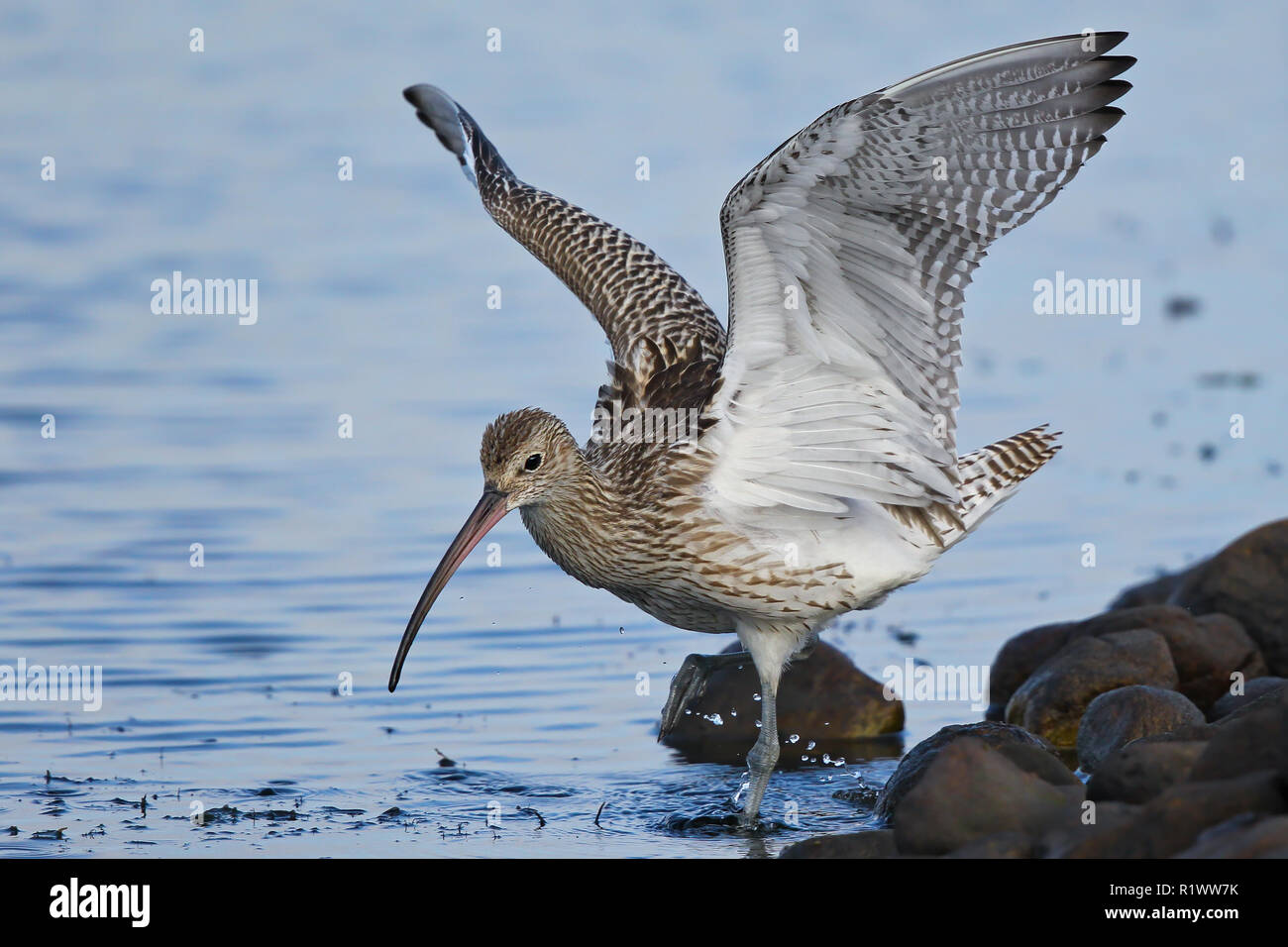 Courlis cendré (Numenius arquata) des profils de nourriture, Schleswig-Holstein, Allemagne Banque D'Images