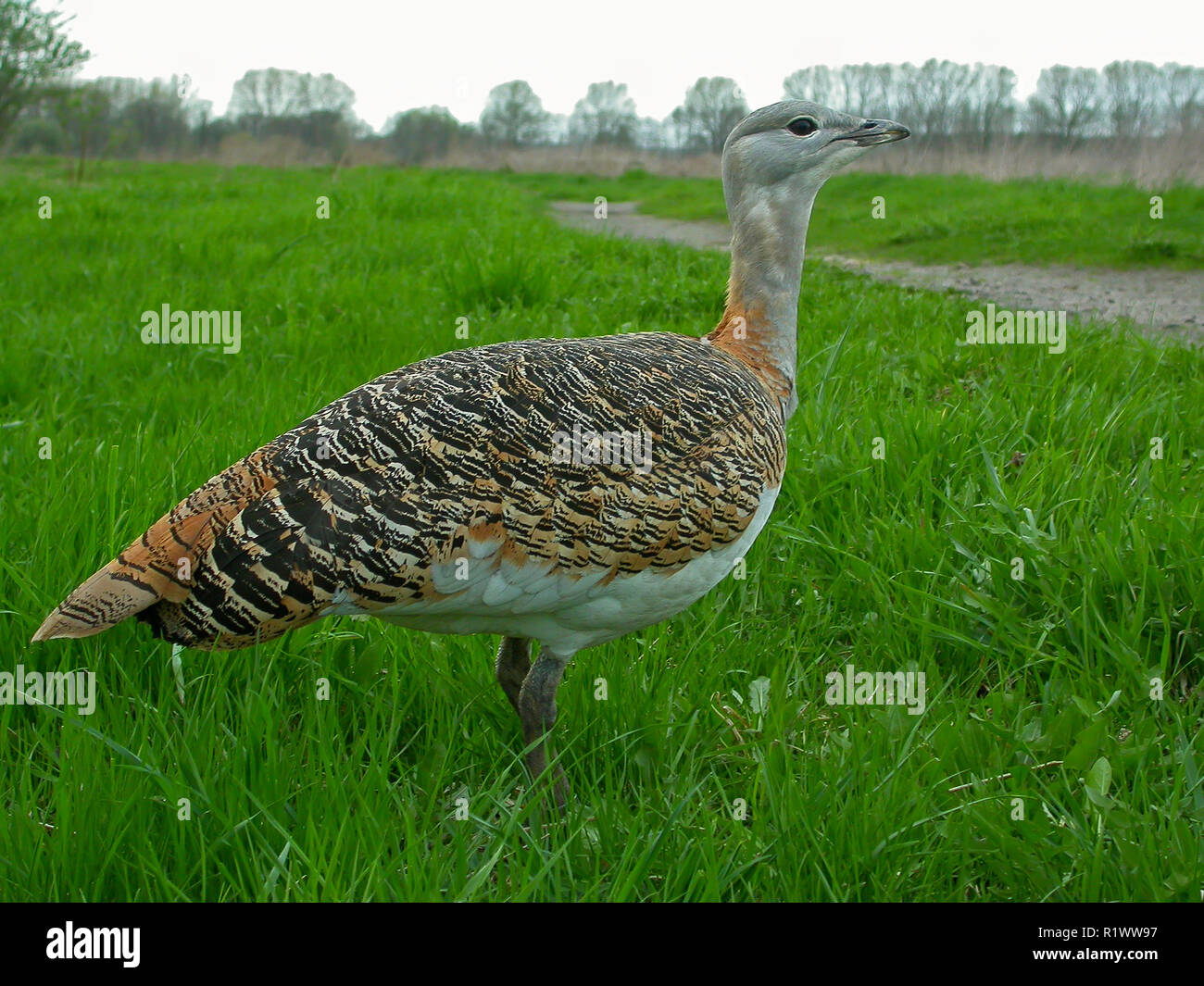 Grande outarde (Otis tarda), femelle, close-up, Brandebourg, Allemagne Banque D'Images